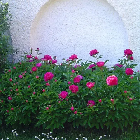 Guest house Lunczer Vendeghaz 2*